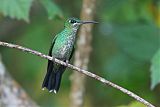 White-necked Jacobin